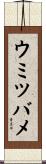 ウミツバメ Scroll