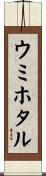 ウミホタル Scroll