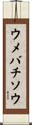 ウメバチソウ Scroll