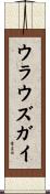 ウラウズガイ Scroll