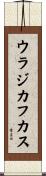 ウラジカフカス Scroll