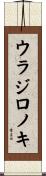 ウラジロノキ Scroll