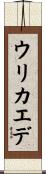 ウリカエデ Scroll