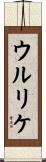 ウルリケ Scroll