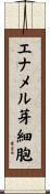 エナメル芽細胞 Scroll