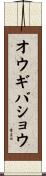 オウギバショウ Scroll
