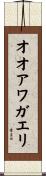 オオアワガエリ Scroll