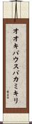 オオキバウスバカミキリ Scroll