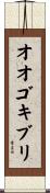 オオゴキブリ Scroll