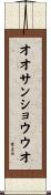 オオサンショウウオ Scroll