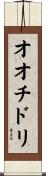 オオチドリ Scroll