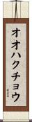 オオハクチョウ Scroll