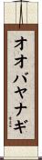 オオバヤナギ Scroll