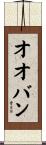 オオバン Scroll