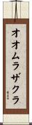 オオムラザクラ Scroll