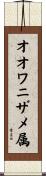 オオワニザメ属 Scroll