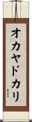 オカヤドカリ Scroll