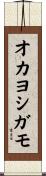 オカヨシガモ Scroll