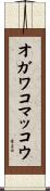 オガワコマッコウ Scroll