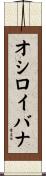 オシロイバナ Scroll