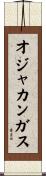 オジャカンガス Scroll