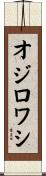 オジロワシ Scroll