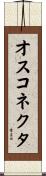 オス・コネクタ Scroll