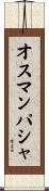 オスマンパシャ Scroll