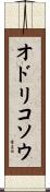 オドリコソウ Scroll
