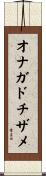 オナガドチザメ Scroll