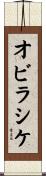 オビラシケ Scroll