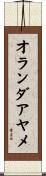 オランダアヤメ Scroll