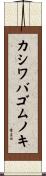 カシワバゴムノキ Scroll