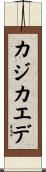 カジカエデ Scroll