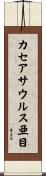 カセアサウルス亜目 Scroll