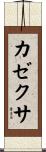 カゼクサ Scroll