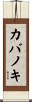 カバノキ Scroll