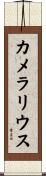 カメラリウス Scroll