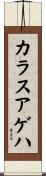 カラスアゲハ Scroll