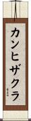 カンヒザクラ Scroll