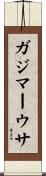 ガジマーウサ Scroll