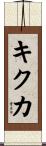 キクカ Scroll