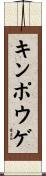 キンポウゲ Scroll