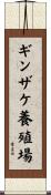 ギンザケ養殖場 Scroll