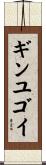 ギンユゴイ Scroll