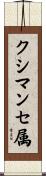 クシマンセ属 Scroll