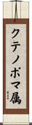 クテノポマ属 Scroll