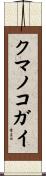クマノコガイ Scroll