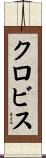 Clovis Scroll
