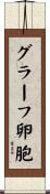 グラーフ卵胞 Scroll
